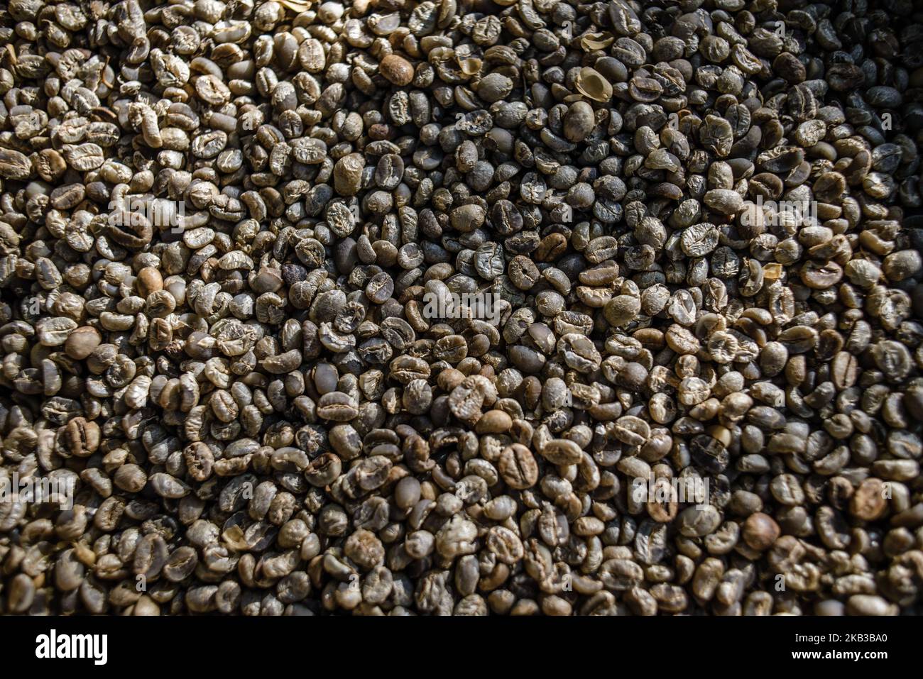 Beans collected from the excrement of civets at Kopi luwak farm and