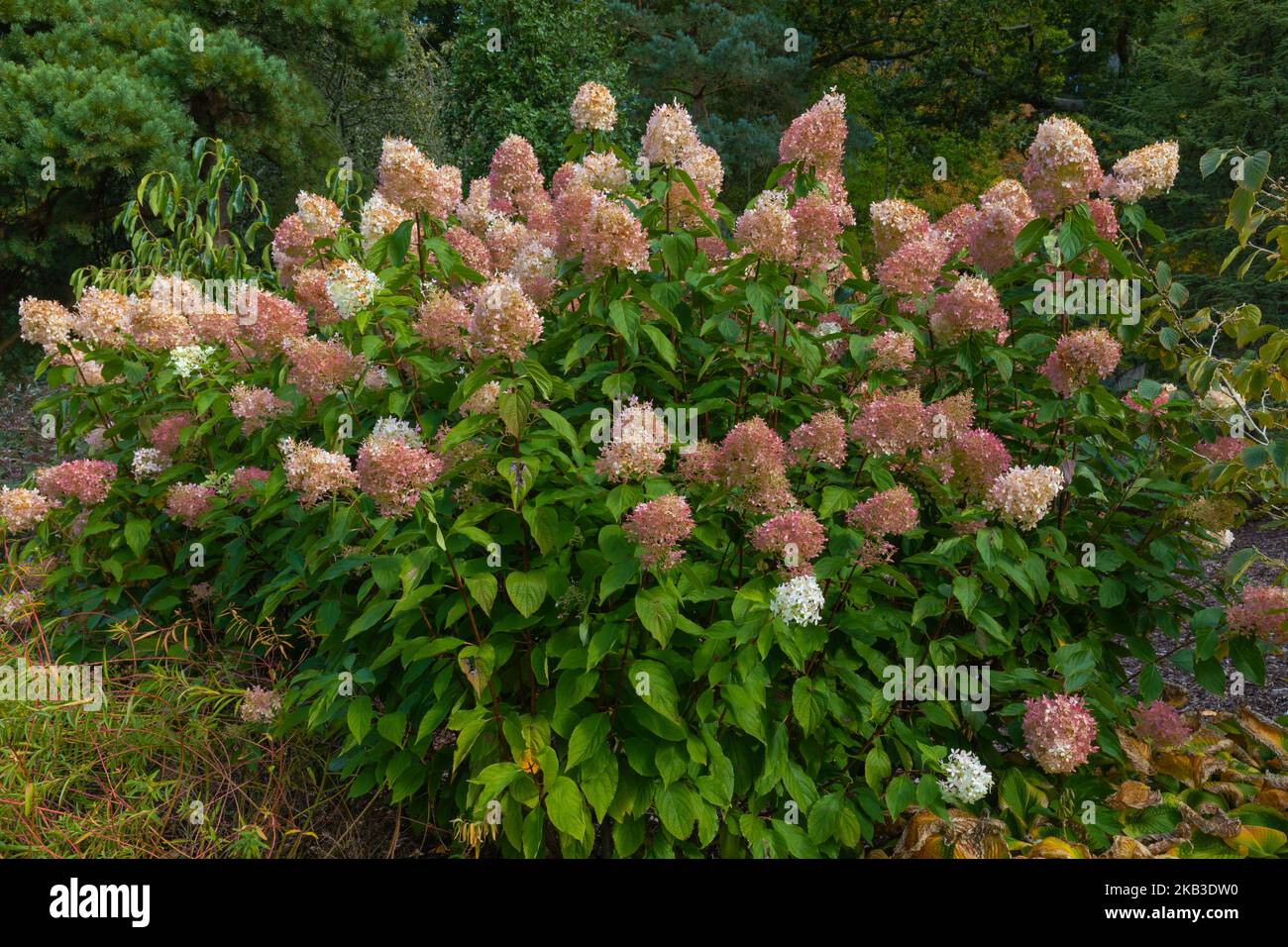 Large pink and white flowers of the shrub, hydrangea paniculata fraise ...