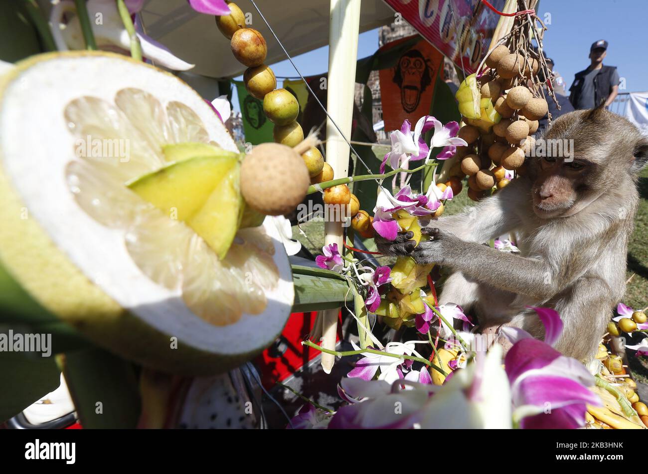 Monkeys eat fruits and vegetables during the annual Monkey Buffet