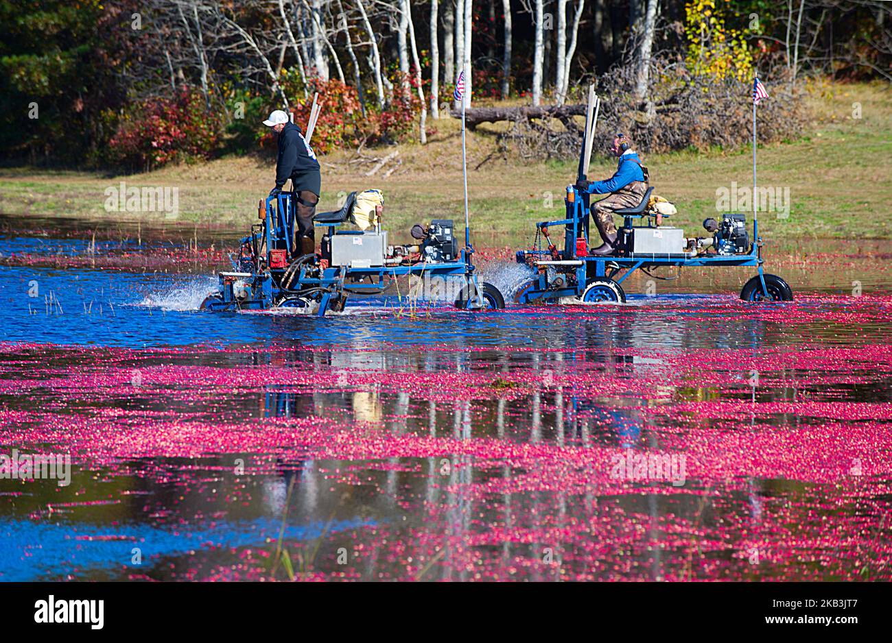 Cranberry Harvest in West Yarmouth, Massachusetts (USA) on Cape Cod. Stock Photo