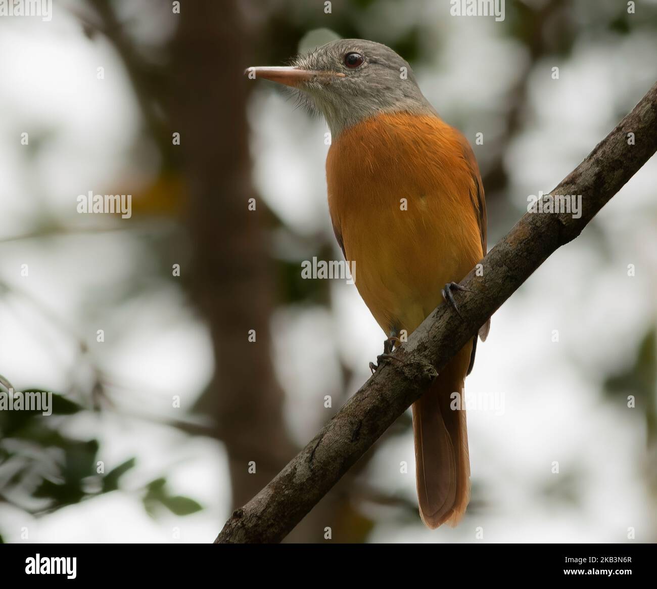 Birds Stock Photo