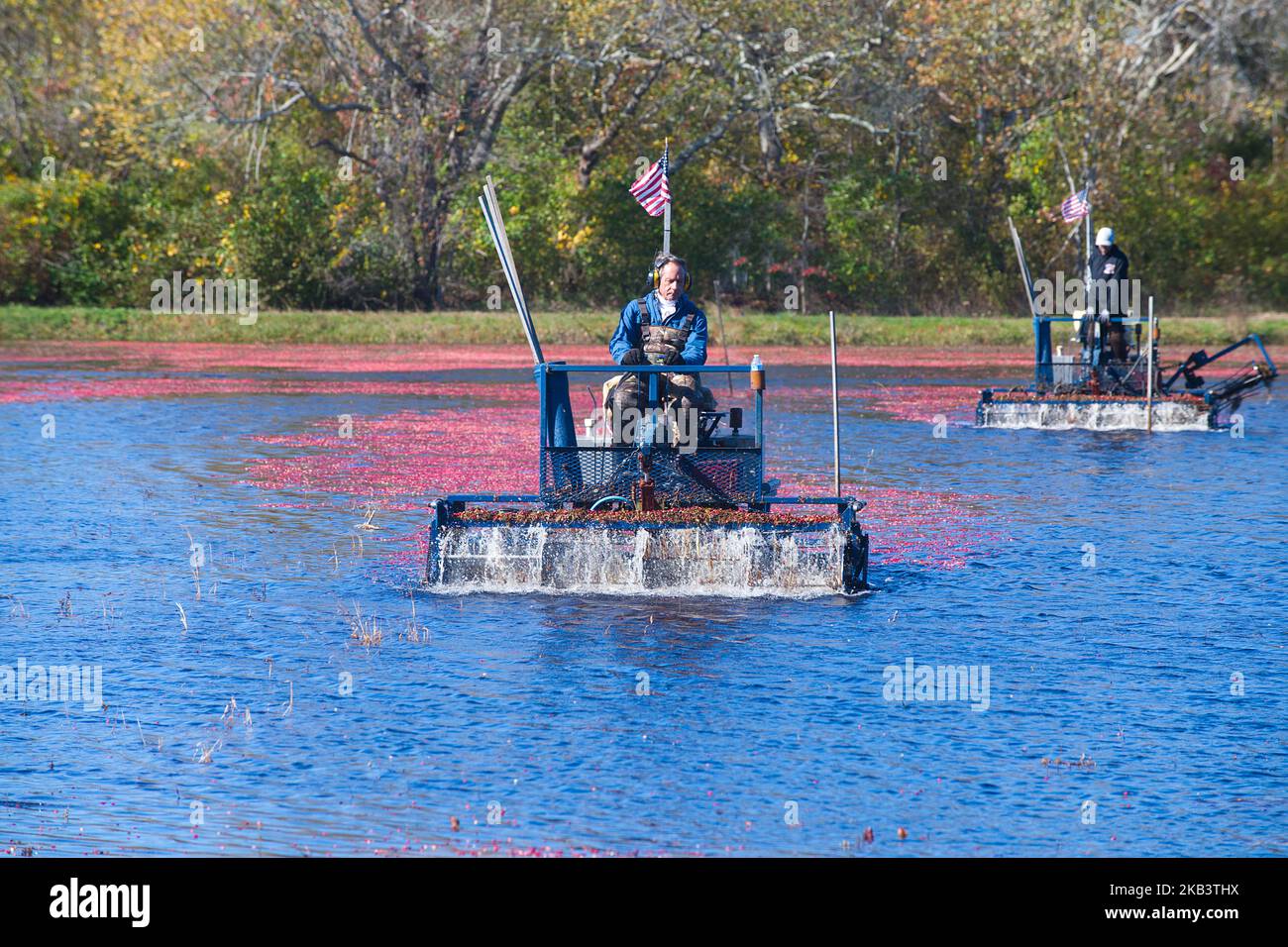 Cranberry Harvest in West Yarmouth, Massachusetts (USA) on Cape Cod Stock Photo Alamy