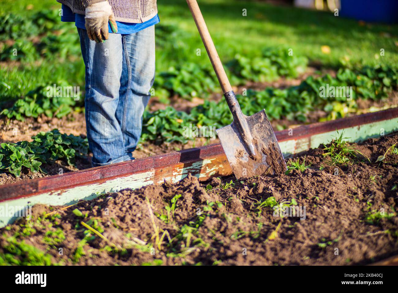 The farmer digs the soil in the vegetable garden. Preparing the soil for planting vegetables