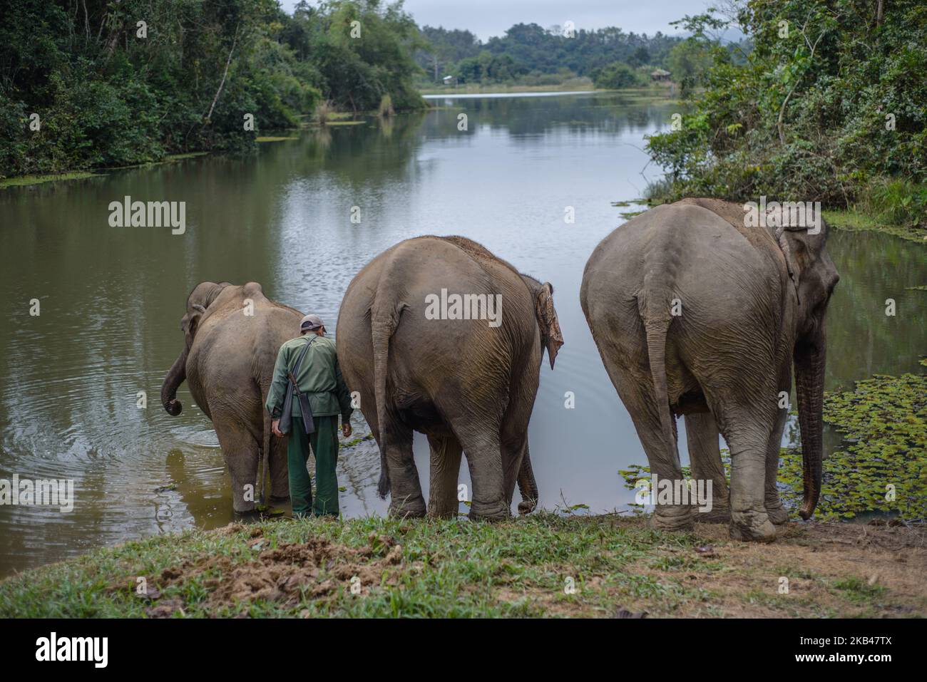 An elephant at the water hole in the Elephant Conservation Center, Sayaboury, Laos, in December 2018. Laos was known as ‘The land of a million elephants’ in the past, today the elephant population in the country stands at around 800 individuals. Half of them is made up of captive elephants, and their number is in decline; the owners are not interested in breeding animals (the cow needs at least four years out of work during her pregnancy and lactation), illegal trafficking to China and other neighboring countries continues. Against this backdrop, the Elephant Conservation Center is the only on Stock Photo