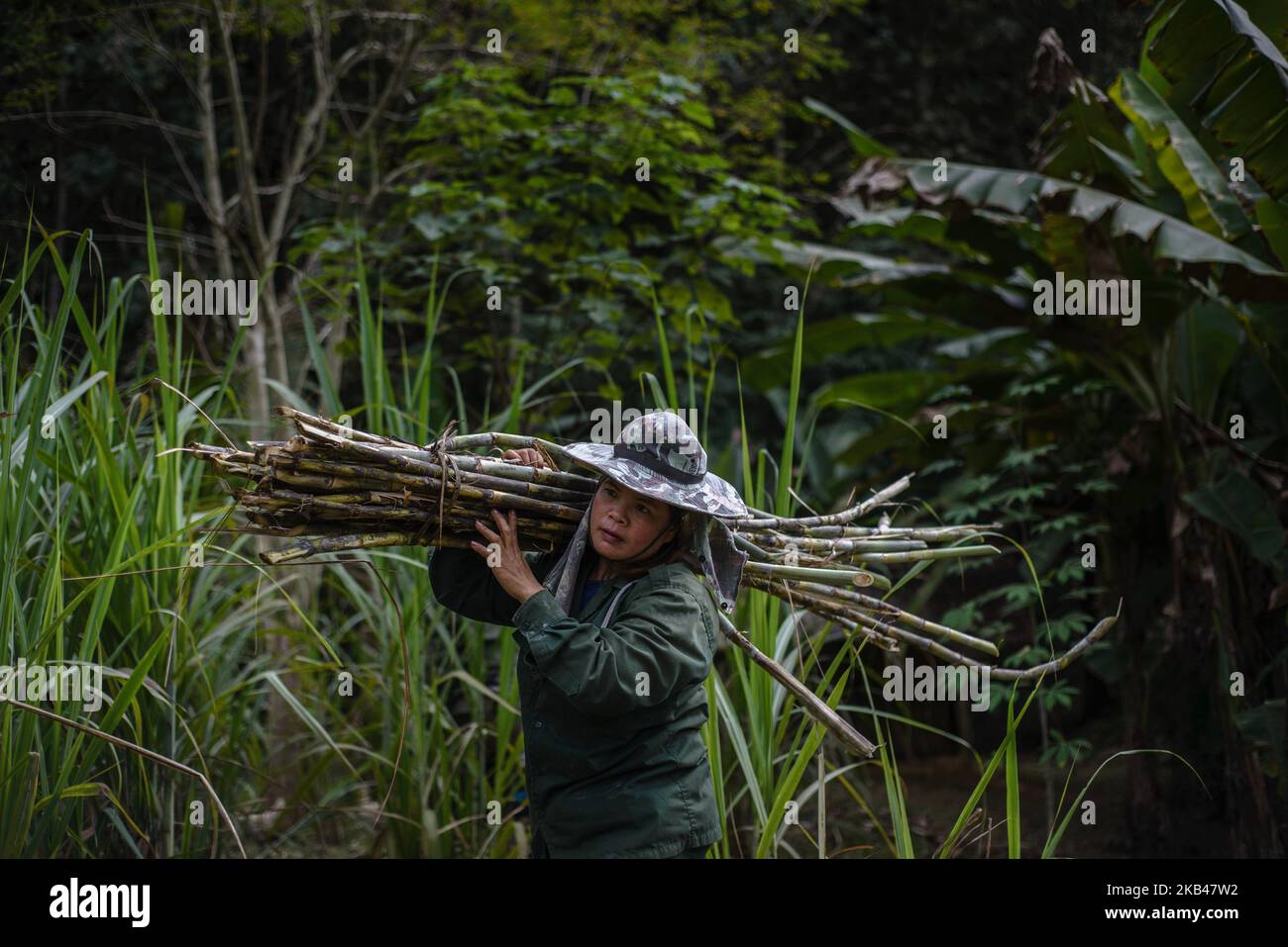 Women gather sugarcane on the farm in the Elephant Conservation Center where elephant food is grown, Sayaboury, Laos, in December 2018. Laos was known as ‘The land of a million elephants’ in the past, today the elephant population in the country stands at around 800 individuals. Half of them is made up of captive elephants, and their number is in decline; the owners are not interested in breeding animals (the cow needs at least four years out of work during her pregnancy and lactation), illegal trafficking to China and other neighboring countries continues. Against this backdrop, the Elephant Stock Photo