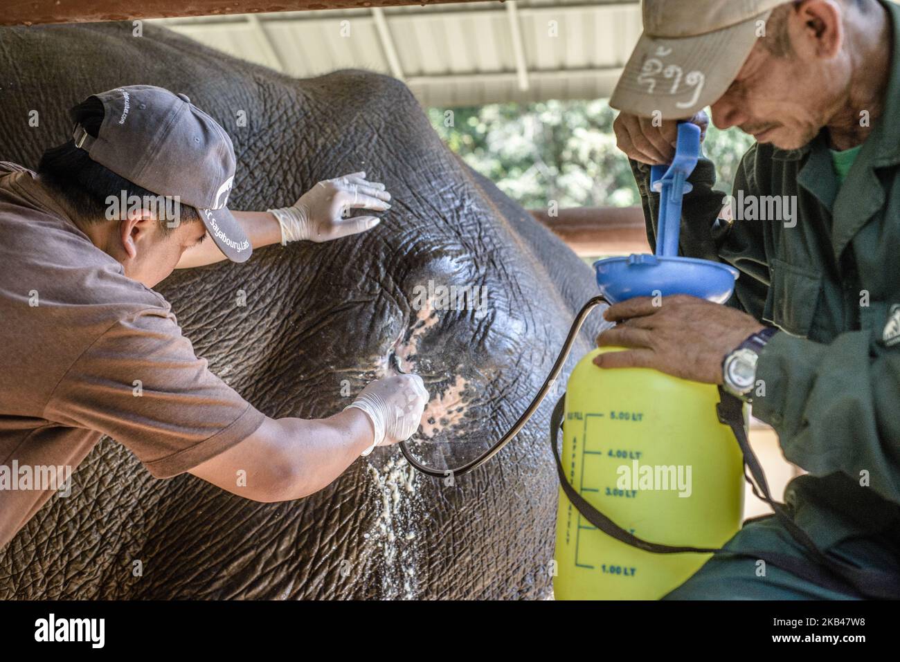 Elephant Injection An elephant receives treatment at the hospital in the Elephant ...