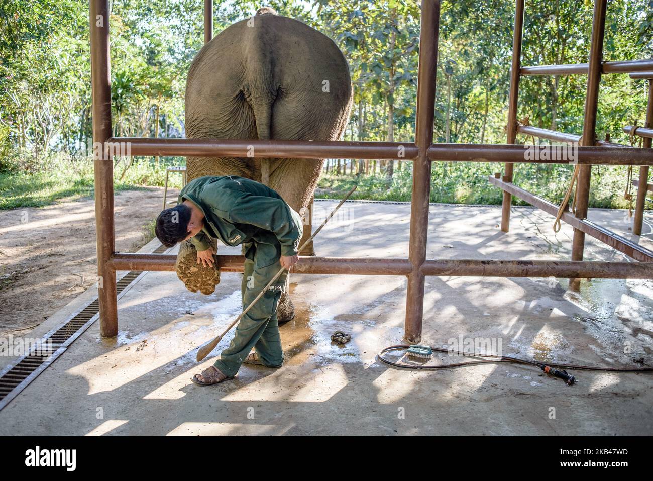 An elephant is on a daily examination at the hospital in the Elephant Conservation Center, Sayaboury, Laos, in December 2018. Laos was known as ‘The land of a million elephants’ in the past, today the elephant population in the country stands at around 800 individuals. Half of them is made up of captive elephants, and their number is in decline; the owners are not interested in breeding animals (the cow needs at least four years out of work during her pregnancy and lactation), illegal trafficking to China and other neighboring countries continues. Against this backdrop, the Elephant Conservati Stock Photo