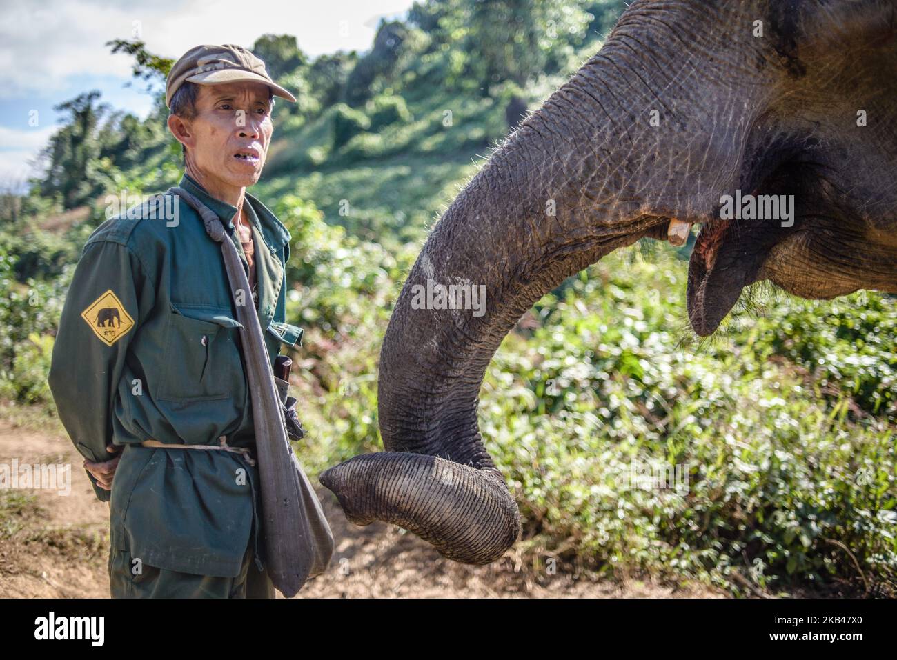 Portrait of a mahout (elephant keeper) with an elephant in the Elephant Conservation Center, Sayaboury, Laos, in December 2018. Laos was known as ‘The land of a million elephants’ in the past, today the elephant population in the country stands at around 800 individuals. Half of them is made up of captive elephants, and their number is in decline; the owners are not interested in breeding animals (the cow needs at least four years out of work during her pregnancy and lactation), illegal trafficking to China and other neighboring countries continues. Against this backdrop, the Elephant Conserva Stock Photo