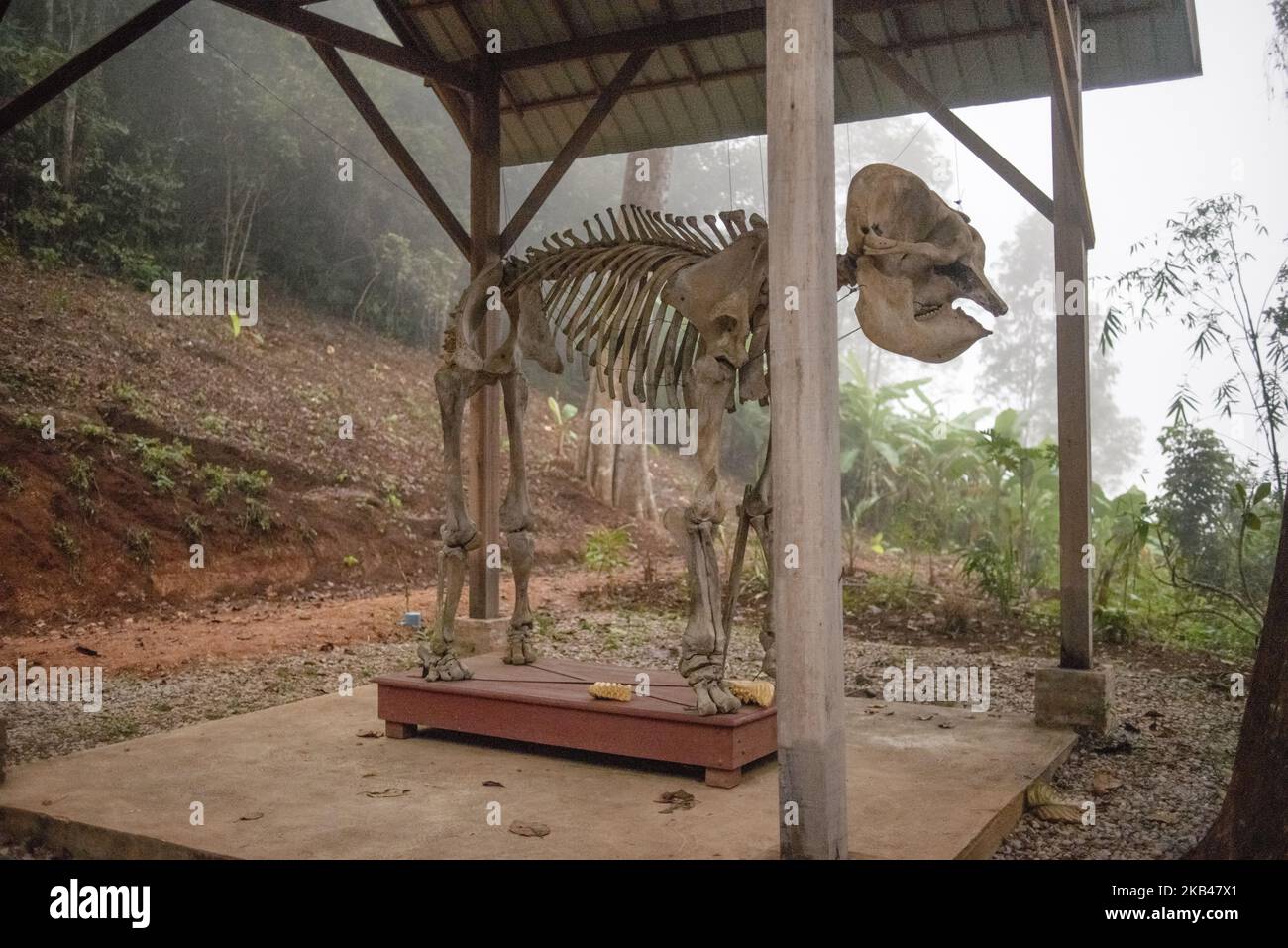 The skeleton of an elephant near the hospital in the Elephant Conservation Center, Sayaboury, Laos, in December 2018. Laos was known as ‘The land of a million elephants’ in the past, today the elephant population in the country stands at around 800 individuals. Half of them is made up of captive elephants, and their number is in decline; the owners are not interested in breeding animals (the cow needs at least four years out of work during her pregnancy and lactation), illegal trafficking to China and other neighboring countries continues. Against this backdrop, the Elephant Conservation Cente Stock Photo