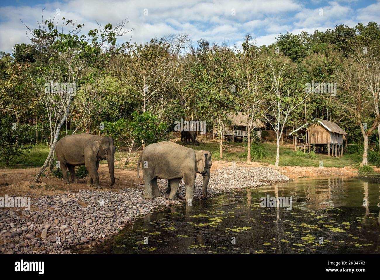 Elephants at the water hole in the Elephant Conservation Center, Sayaboury, Laos, in December 2018. Laos was known as ‘The land of a million elephants’ in the past, today the elephant population in the country stands at around 800 individuals. Half of them is made up of captive elephants, and their number is in decline; the owners are not interested in breeding animals (the cow needs at least four years out of work during her pregnancy and lactation), illegal trafficking to China and other neighboring countries continues. Against this backdrop, the Elephant Conservation Center is the only one  Stock Photo