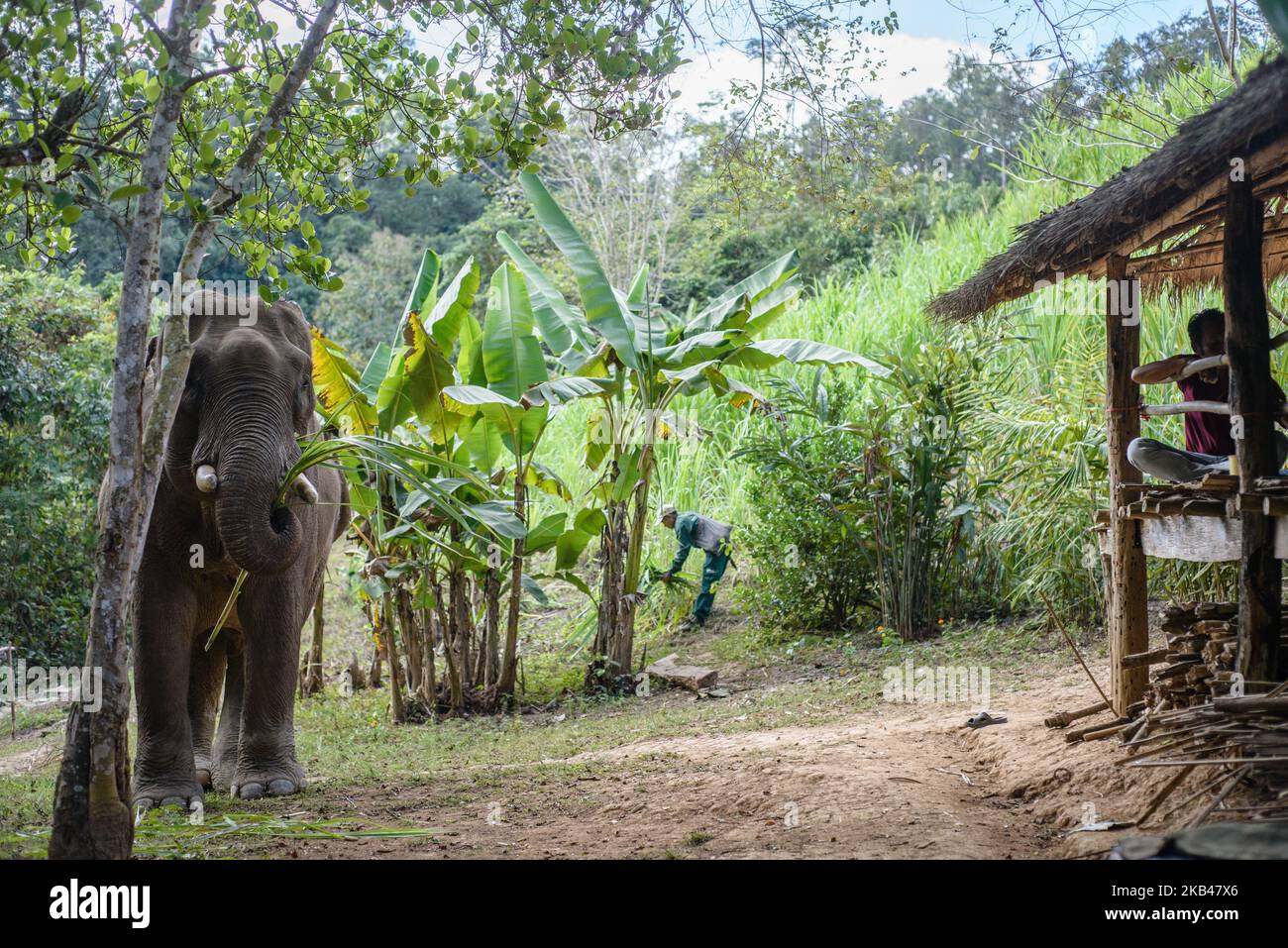 Farm in the Elephant Conservation Center where elephant food is grown, Sayaboury, Laos, in December 2018. Laos was known as ‘The land of a million elephants’ in the past, today the elephant population in the country stands at around 800 individuals. Half of them is made up of captive elephants, and their number is in decline; the owners are not interested in breeding animals (the cow needs at least four years out of work during her pregnancy and lactation), illegal trafficking to China and other neighboring countries continues. Against this backdrop, the Elephant Conservation Center is the onl Stock Photo