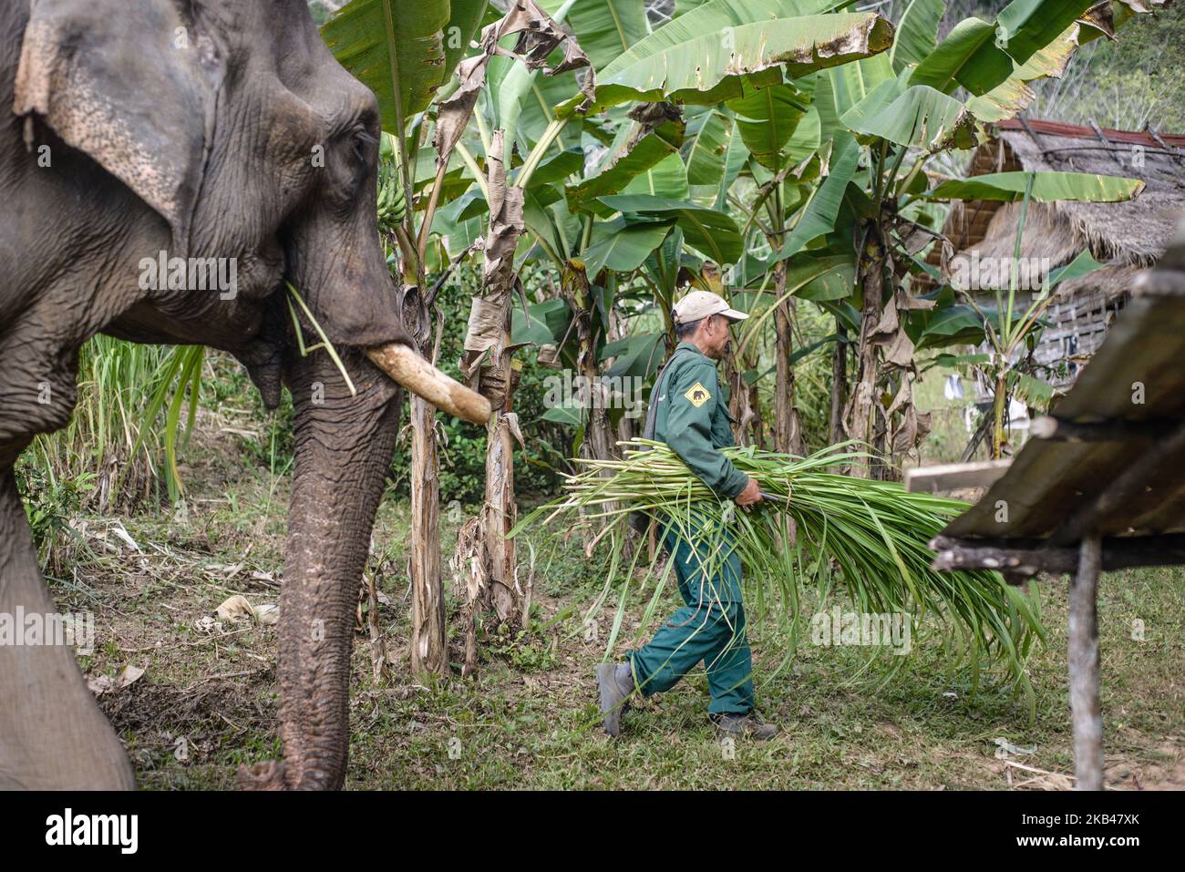 Farm in the Elephant Conservation Center where elephant food is grown
