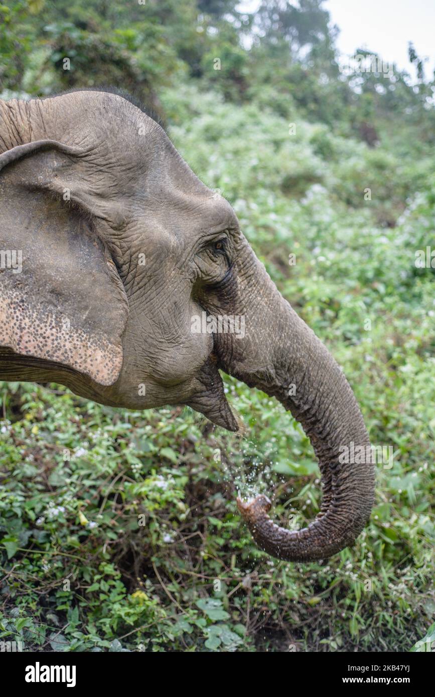 An elephant at the water hole in the Elephant Conservation Center, Sayaboury, Laos, in December 2018. Laos was known as ‘The land of a million elephants’ in the past, today the elephant population in the country stands at around 800 individuals. Half of them is made up of captive elephants, and their number is in decline; the owners are not interested in breeding animals (the cow needs at least four years out of work during her pregnancy and lactation), illegal trafficking to China and other neighboring countries continues. Against this backdrop, the Elephant Conservation Center is the only on Stock Photo