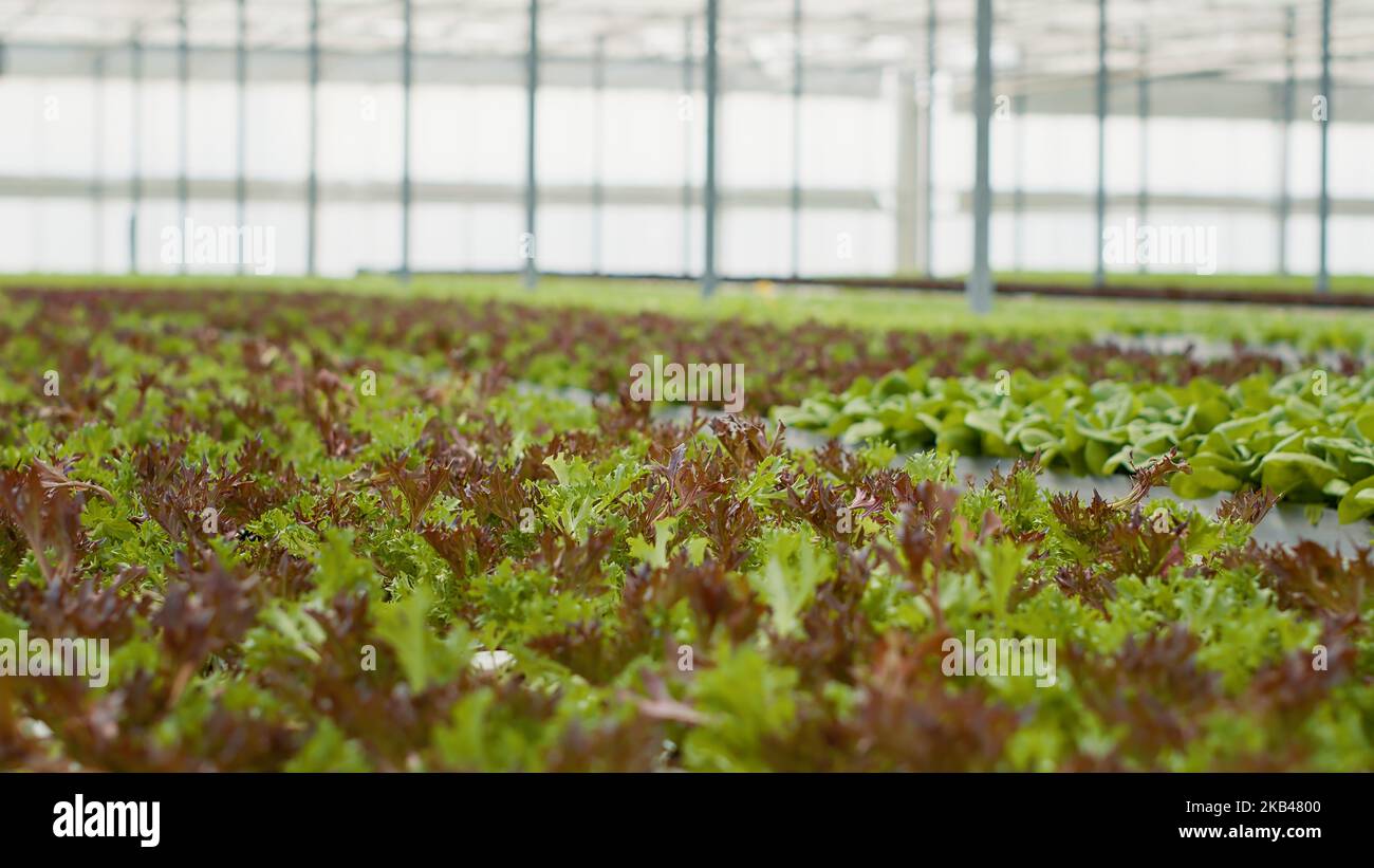 Selective focus on fully grown vegetable plants in empty greenhouse