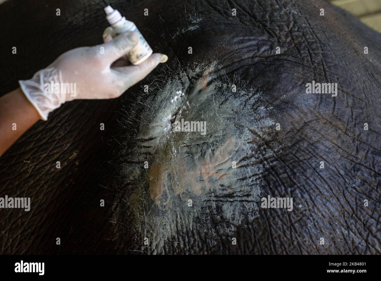 An elephant receives treatment at the hospital in the Elephant Conservation Center, Sayaboury, Laos, in December 2018. Laos was known as ‘The land of a million elephants’ in the past, today the elephant population in the country stands at around 800 individuals. Half of them is made up of captive elephants, and their number is in decline; the owners are not interested in breeding animals (the cow needs at least four years out of work during her pregnancy and lactation), illegal trafficking to China and other neighboring countries continues. Against this backdrop, the Elephant Conservation Cent Stock Photo