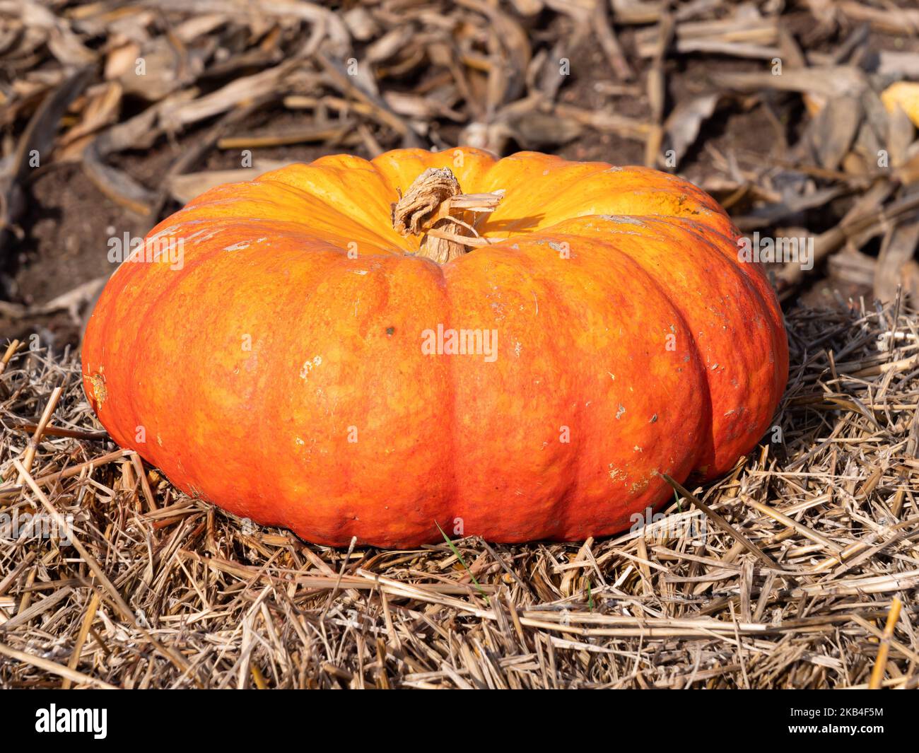 A pumpkin is a cultivar of winter squash that is round with smooth, slightly ribbed skin, and is most often deep yellow to orange in coloration. Stock Photo