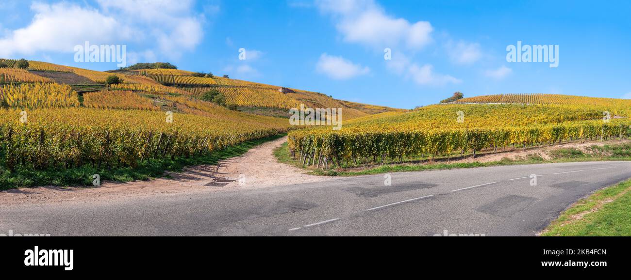 Vineyards in autumn colors on the hill of Turckheim - wine route of Alsace, France. Stock Photo