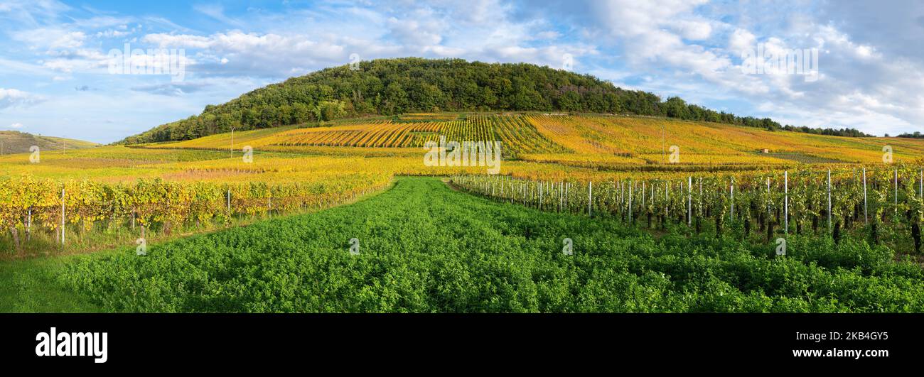 Hill and vineyards in autumn colors in Westhalten - wine route of Alsace, France. Stock Photo