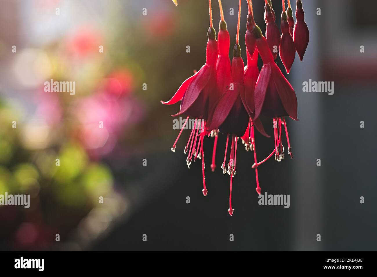 close-up of pink red Fuchsia triphylla flowers on soft focus background Stock Photo