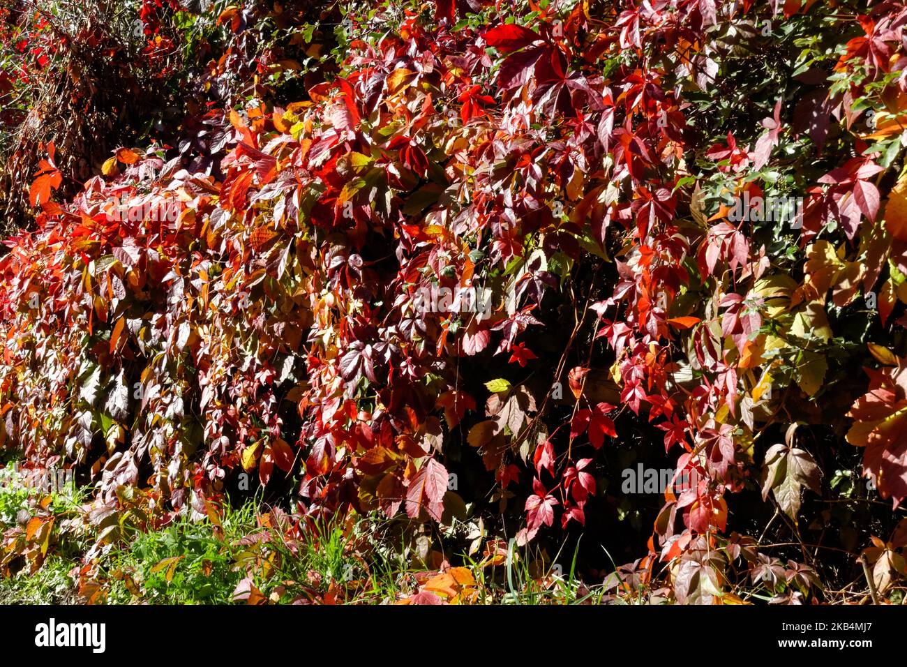 Colorful autumn leaves of a hedge Stock Photo