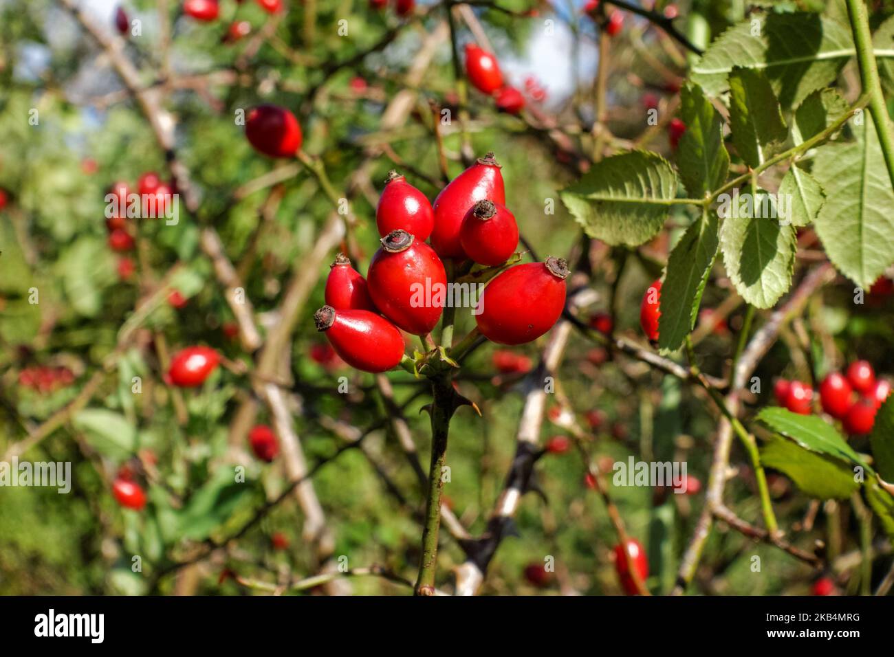 Rose hip bush trees hi-res stock photography and images - Alamy