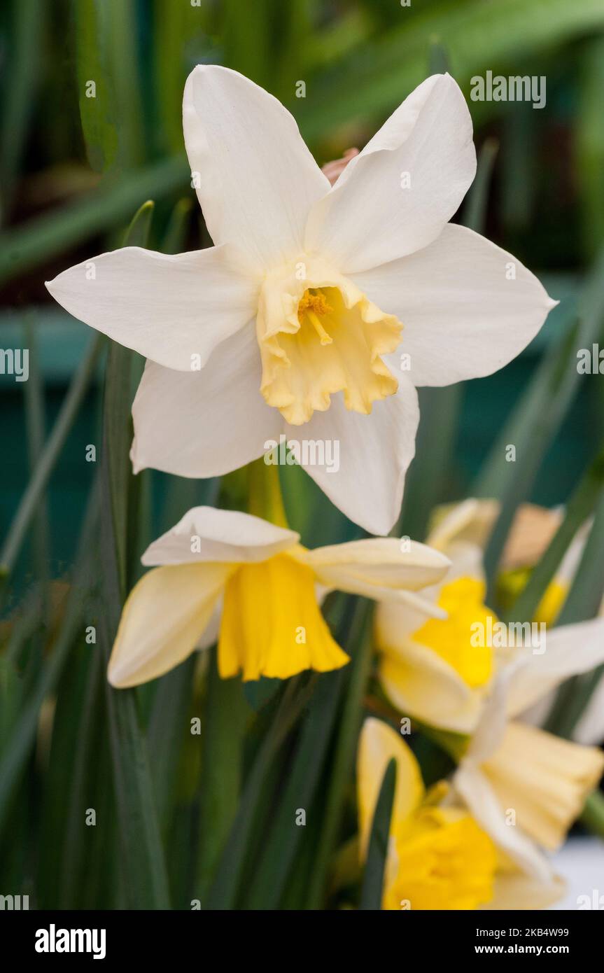 Narcissus jonquil Pueblo flowering in mid-spring  A dwarf daffodil with white perianth and yellow cup that belongs to the jonquil group Division 7. Stock Photo