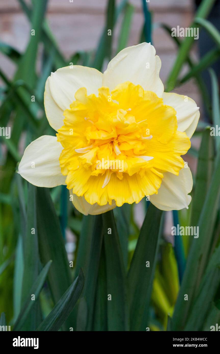 Close up of Narcissus Full House in spring a yellow and White division 4 double daffodil that is a deciduous frost hardy perennial Stock Photo