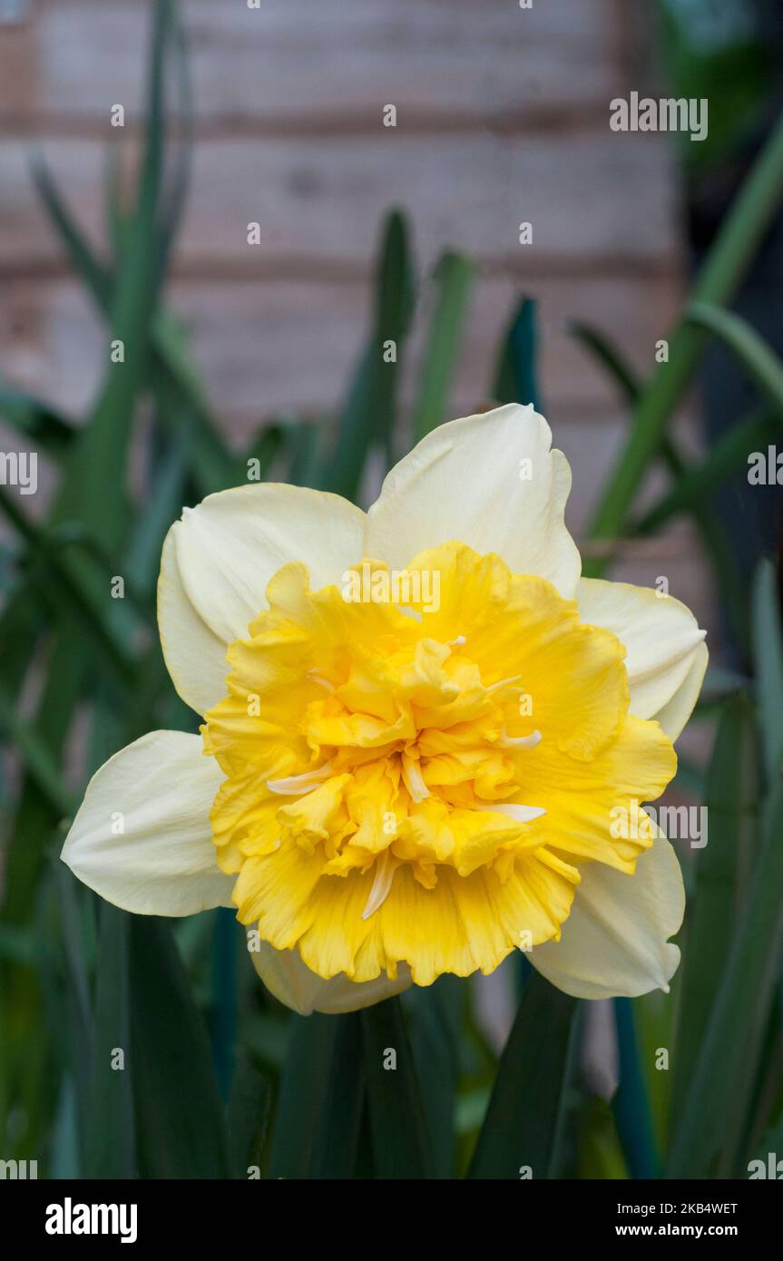 Daffodil full house hires stock photography and images Alamy