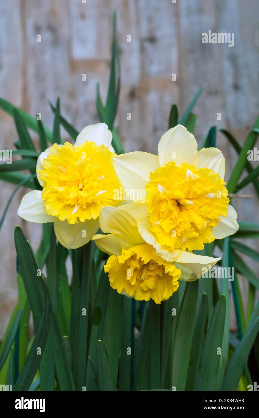 Close up of group of Narcissus Full House in spring.  Full House is a yellow and white division 4 double daffodil that is a deciduous perennial Stock Photo