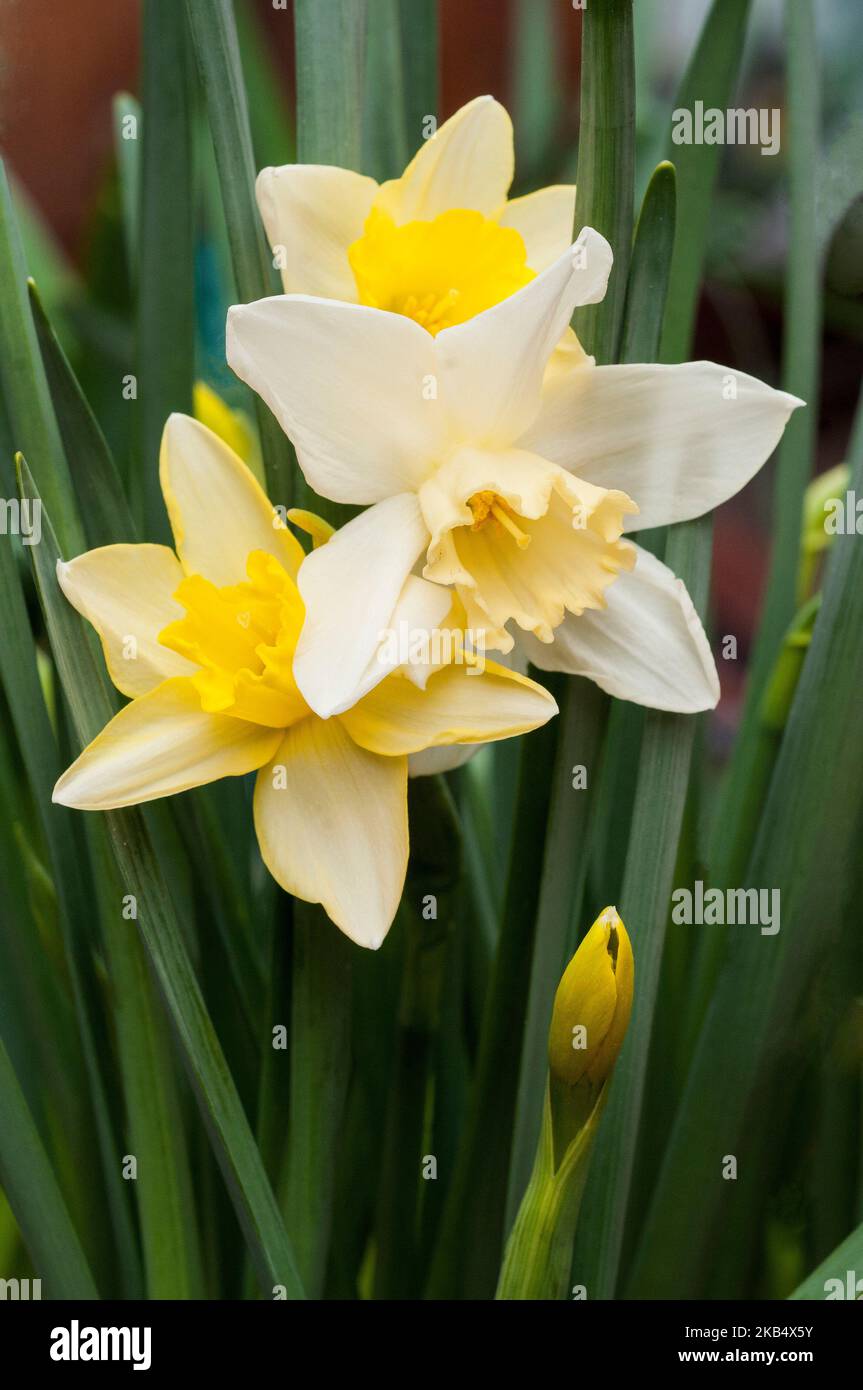 Narcissus jonquil Pueblo flowering in midspring A dwarf daffodil with