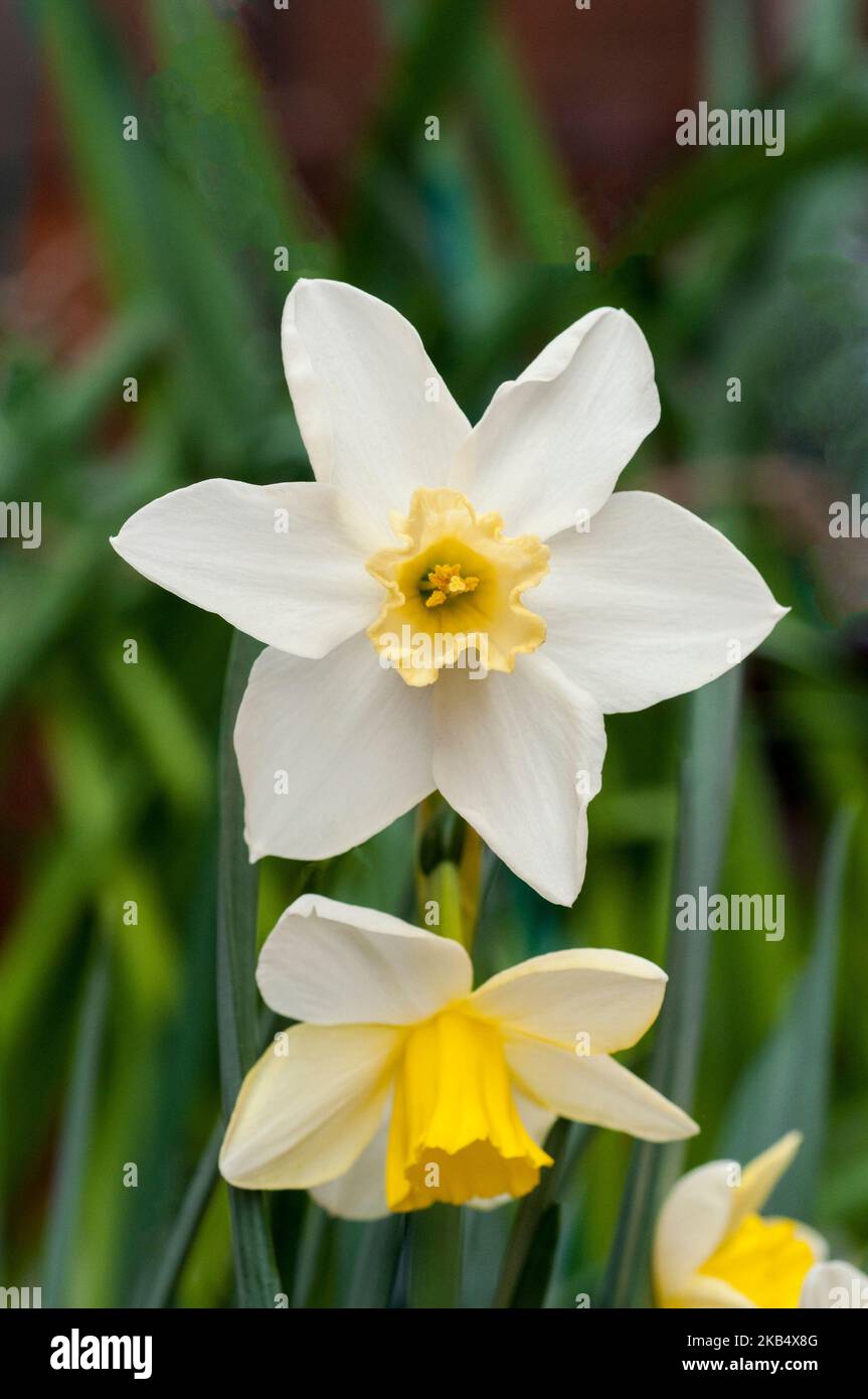 Narcissus jonquil Pueblo flowering in mid-spring  A dwarf daffodil with white perianth and yellow cup that belongs to the jonquil group Division 7. Stock Photo