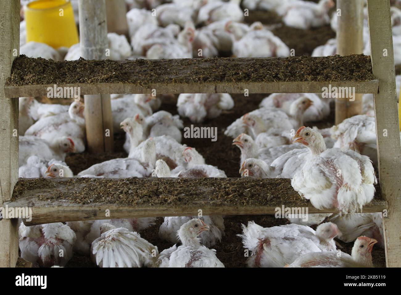 Chickens are seen in a poultry farm in Bogor, West Java, Indonesia, on Tuesday, December 8, 2015. (Photo by Andrew Gal/NurPhoto) Stock Photo