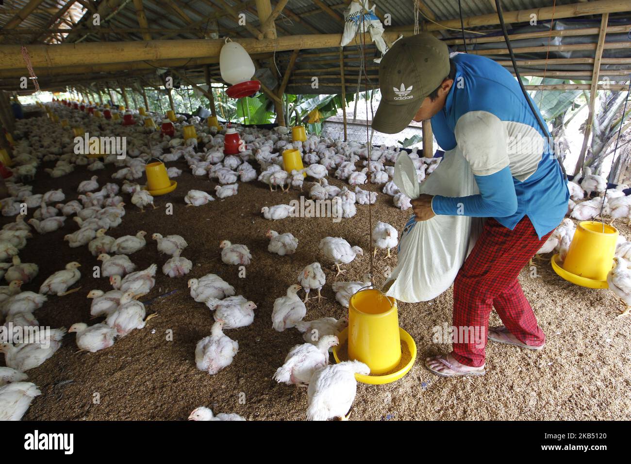 Chickens are seen in a poultry farm in Bogor, West Java, Indonesia, on Tuesday, December 8, 2015. (Photo by Andrew Gal/NurPhoto) Stock Photo