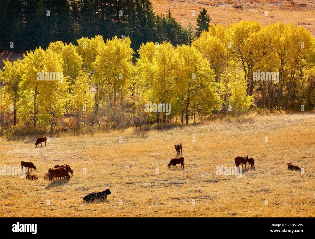 Cattle grazing on ranch in hi-res stock photography and images - Alamy