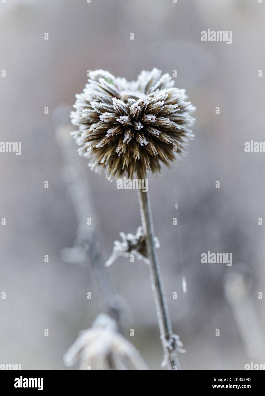 Frozen Burdock Seed Head showing Hoar Frost Stock Photo