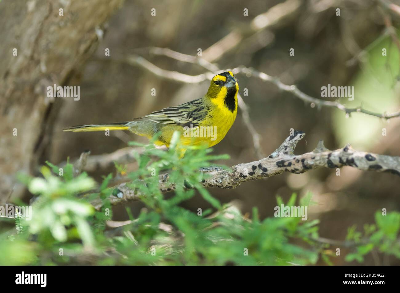 Contora bird hires stock photography and images Alamy
