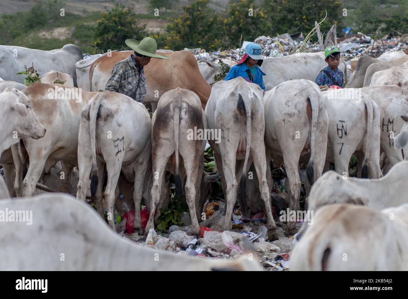 Scavengers are struggling with cattle to get trash at the Kawatuna