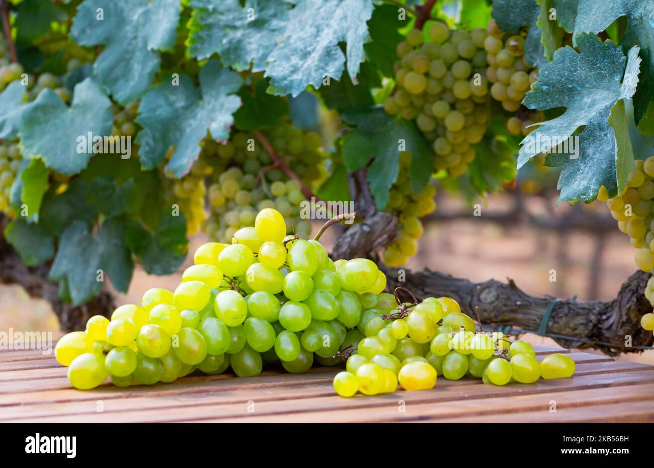 Table Grape Bunch Ripe Bunches of ripe white grape on wooden table in vineyard Stock Photo - Alamy