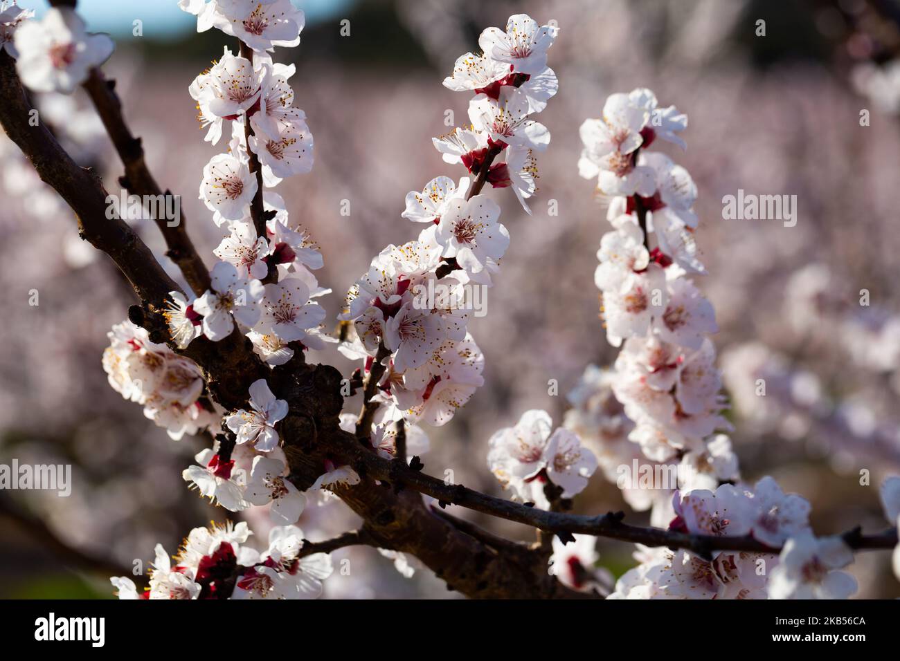Beautiful blooming apricot trees in spring garden Stock Photo