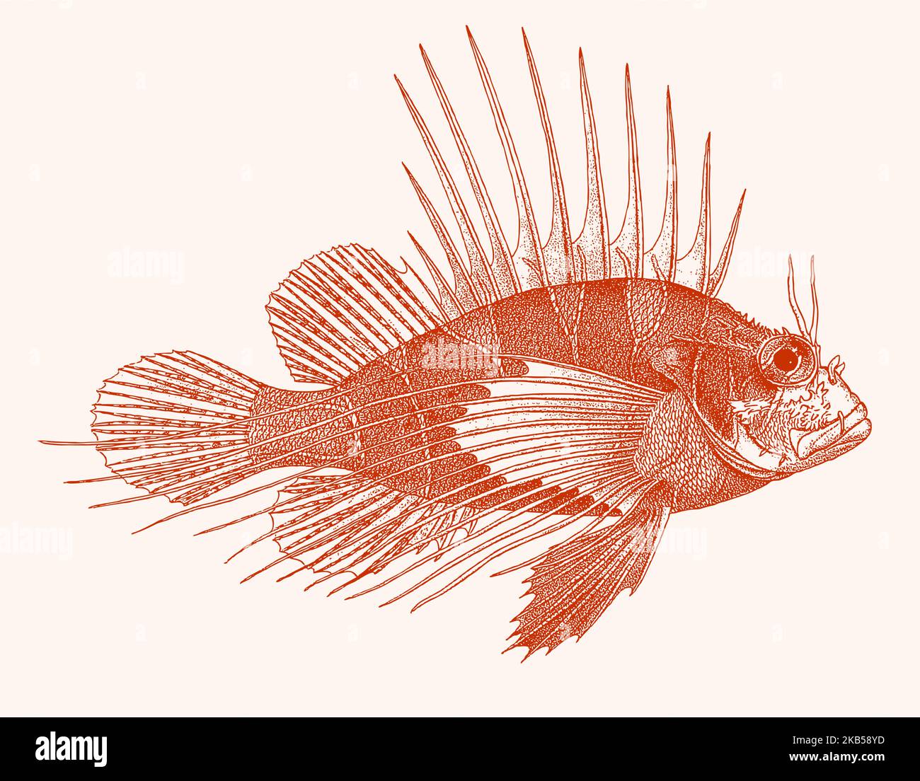 Red sea lionfish pterois cincta, venomous coral reef fish in side view Stock Vector