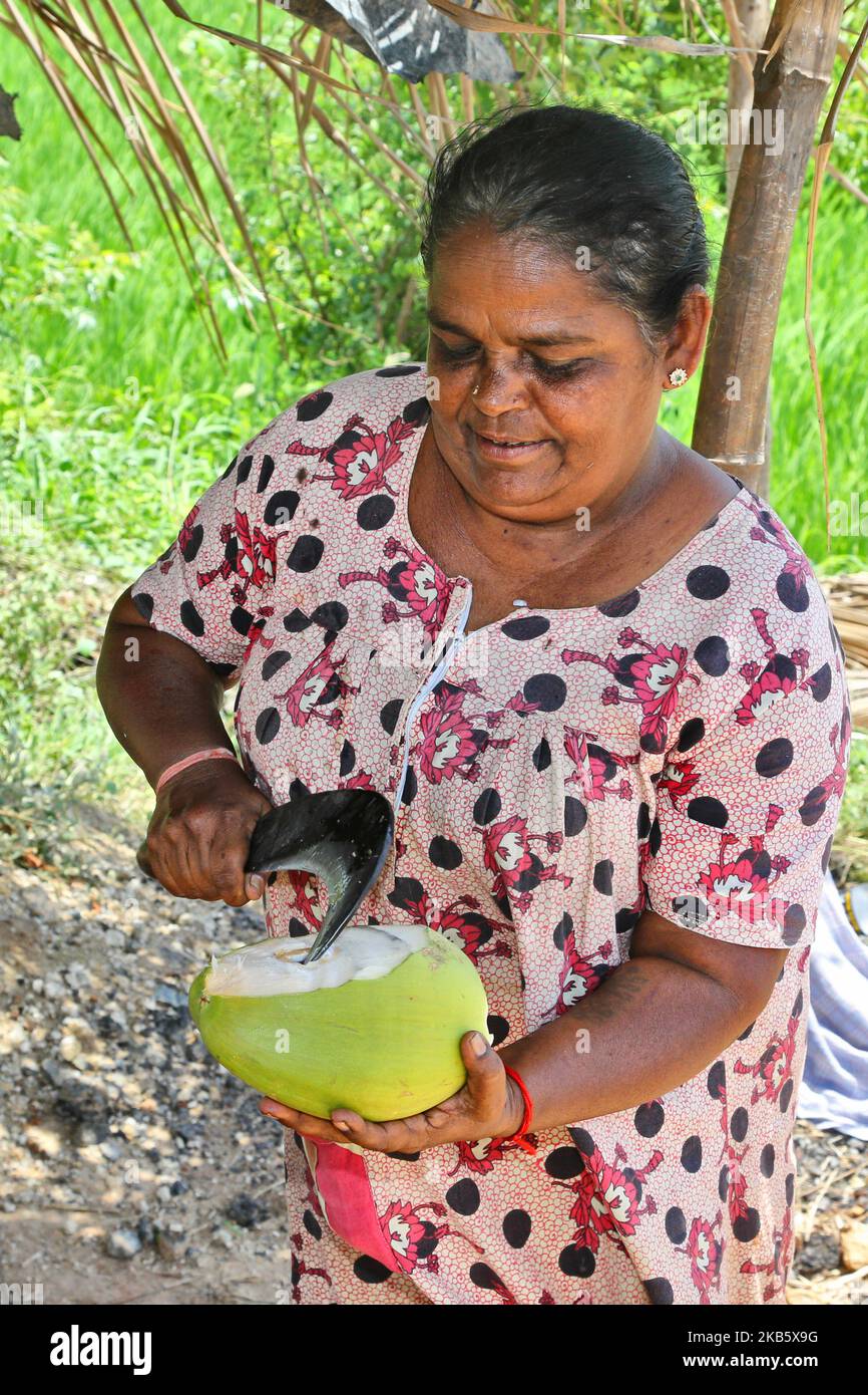 Tamil woman cuts coconuts to serve the coconut water to Tamil Catholic devotees along the roadside in Thanjavur (Tanjore), Tamil Nadu, India on August 27, 2017. The pilgrims are on route to the Anna Valankannai Church (Basilica of Our Lady of Good Health) in the town of Velankanni to celebrate the 11-day annual feast of Our Lady of Health, popularly called 'Annai Velankanni Matha' and the 'Lourdes of the East'. The pilgrims walk for 17 days travelling over 20km to reach the church for the annual festival. (Photo by Creative Touch Imaging Ltd./NurPhoto) Stock Photo