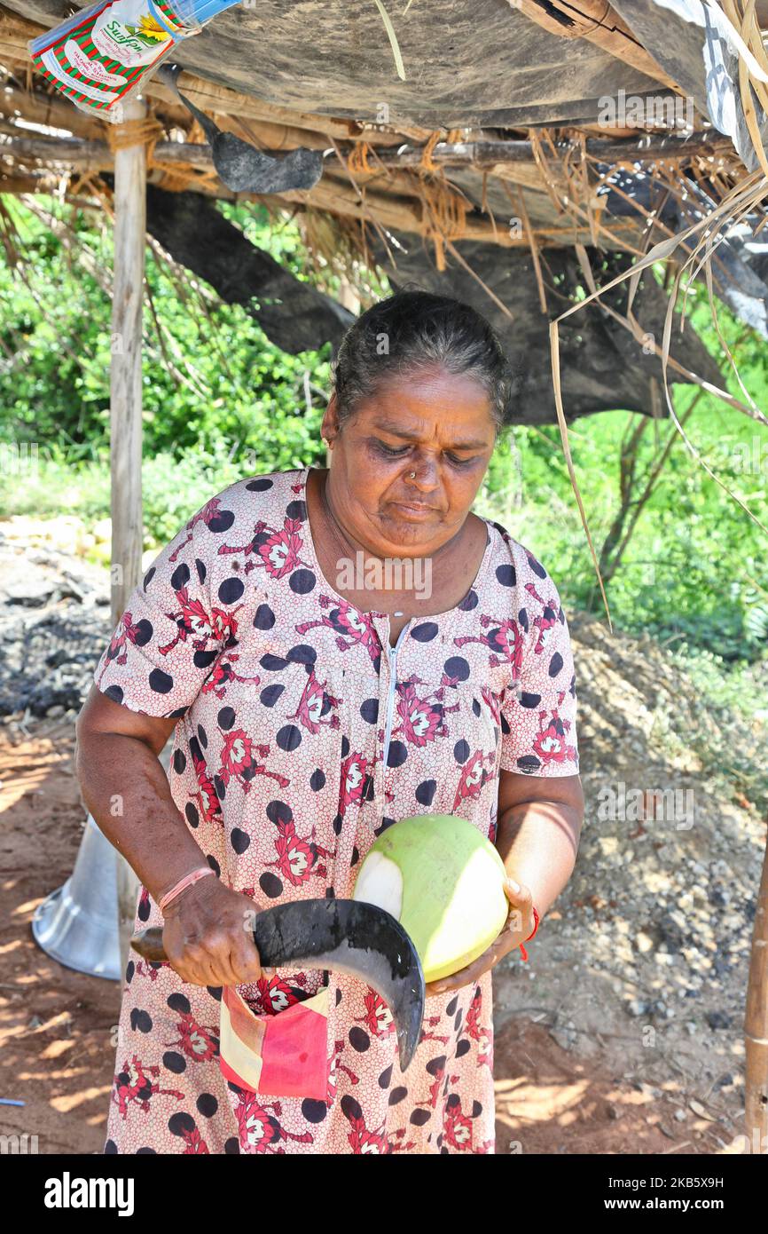 Tamil woman cuts coconuts to serve the coconut water to Tamil Catholic devotees along the roadside in Thanjavur (Tanjore), Tamil Nadu, India on August 27, 2017. The pilgrims are on route to the Anna Valankannai Church (Basilica of Our Lady of Good Health) in the town of Velankanni to celebrate the 11-day annual feast of Our Lady of Health, popularly called 'Annai Velankanni Matha' and the 'Lourdes of the East'. The pilgrims walk for 17 days travelling over 20km to reach the church for the annual festival. (Photo by Creative Touch Imaging Ltd./NurPhoto) Stock Photo