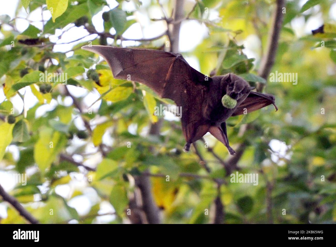 A bat is seen eating a small fruit on a Guava tree on September 17