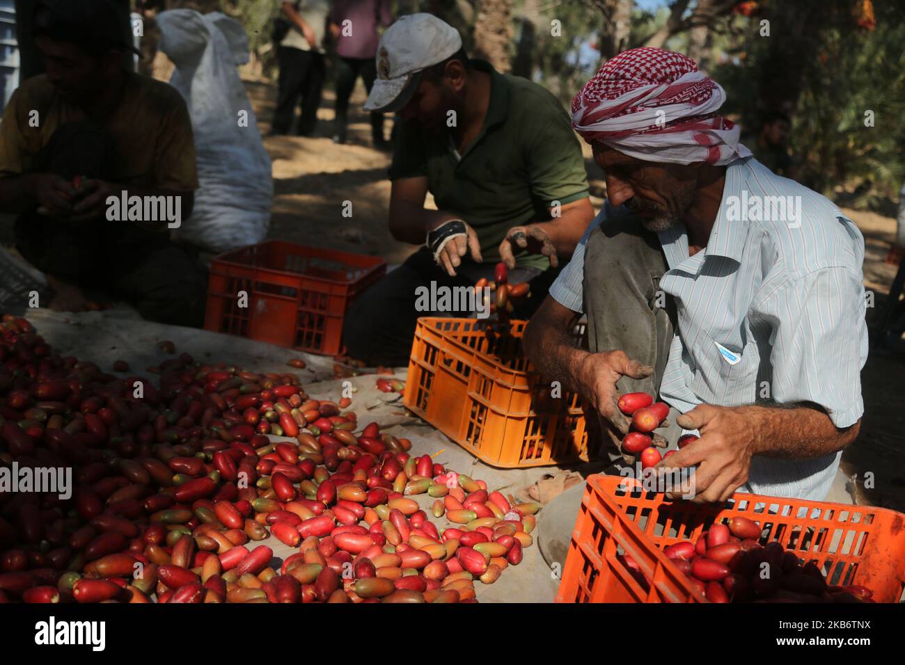 Palestinians sort freshly harvested dates in Deir al-Balah in the central Gaza Strip September 24, 2019. (Photo by Majdi Fathi/NurPhoto) Stock Photo
