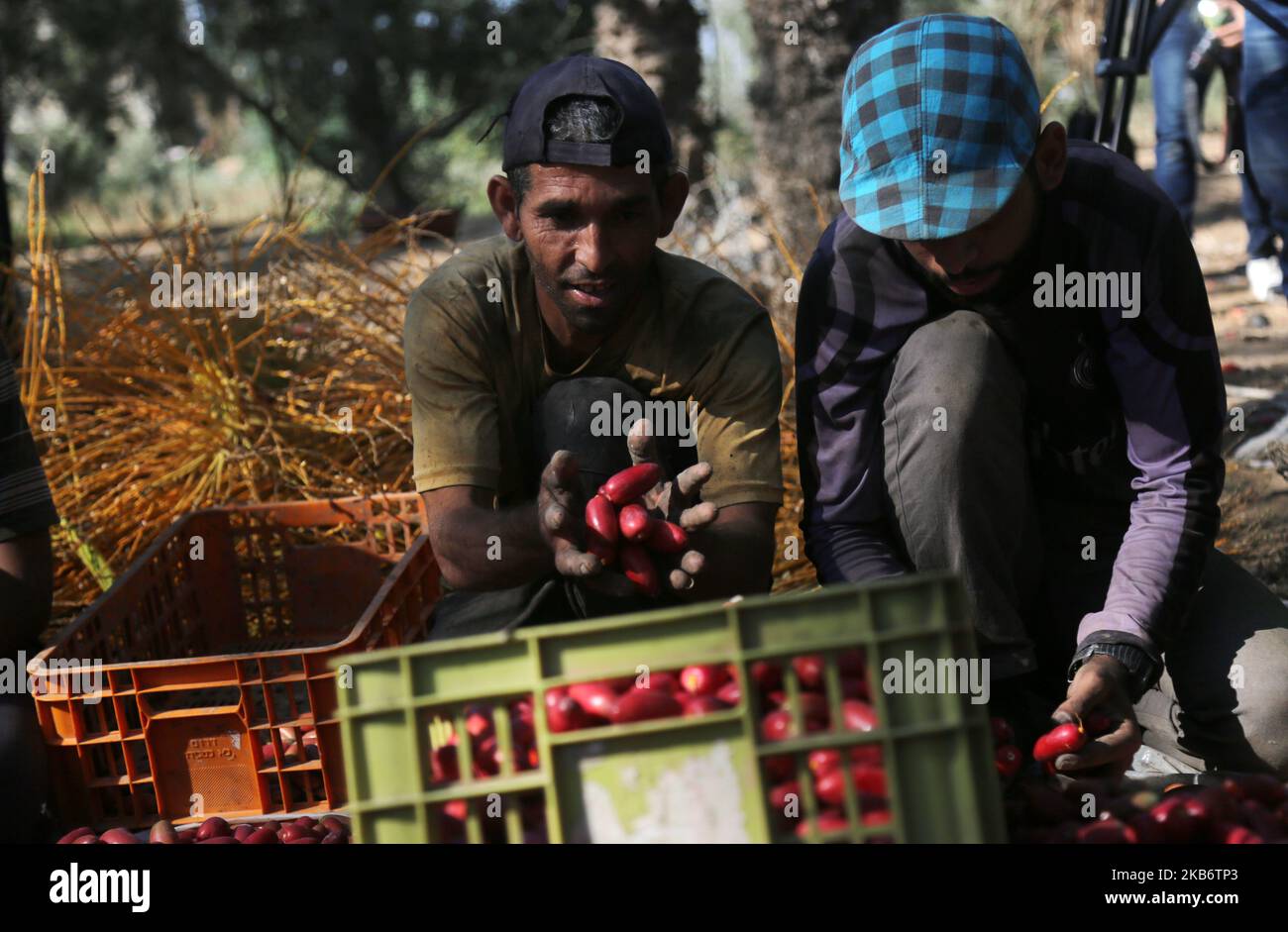 Palestinians sort freshly harvested dates in Deir al-Balah in the central Gaza Strip September 24, 2019. (Photo by Majdi Fathi/NurPhoto) Stock Photo