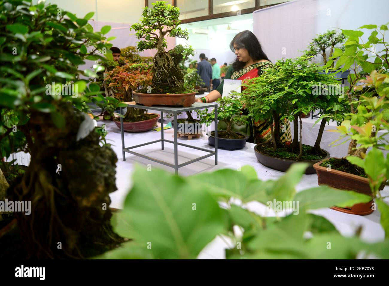 Bangladeshi bonsai hi-res stock photography and images - Alamy