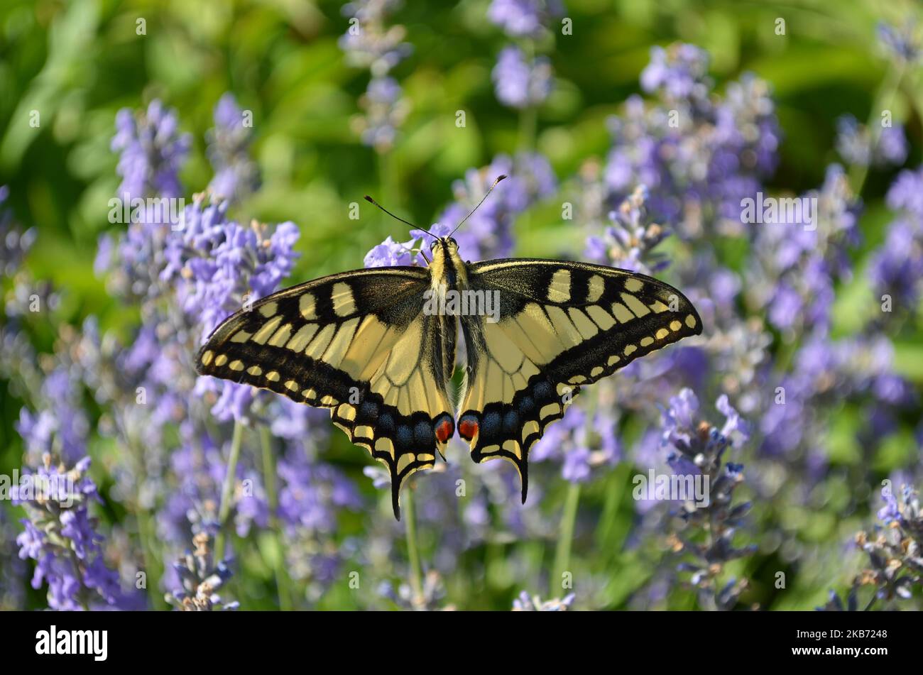 Papilio machaon or Old World swallowtail butterfly in natural habitat