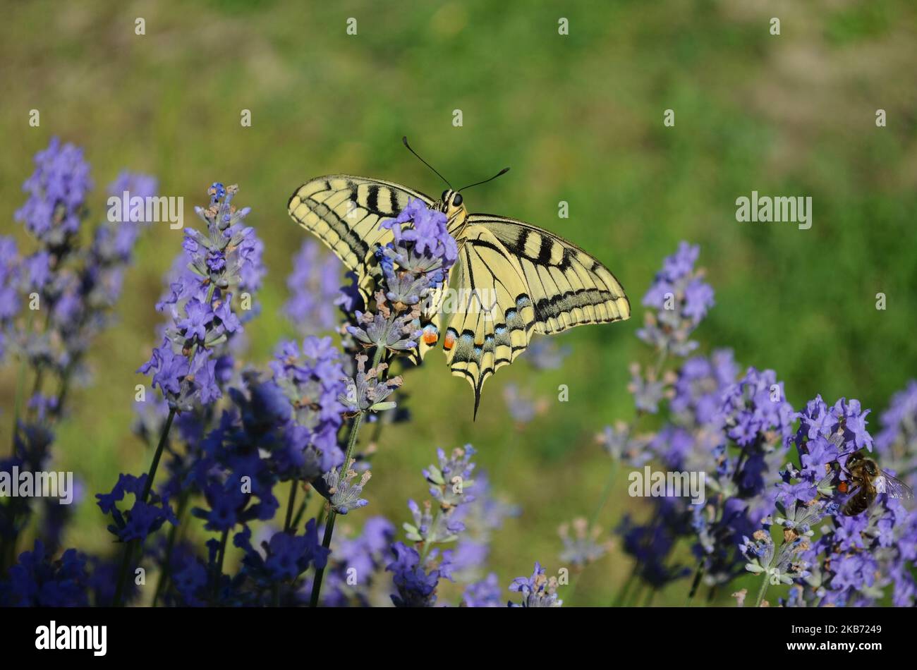 Beautiful Papilio machao collects nectar on lavender flowers. This butterfly is currently protected by law in some European countries. Stock Photo