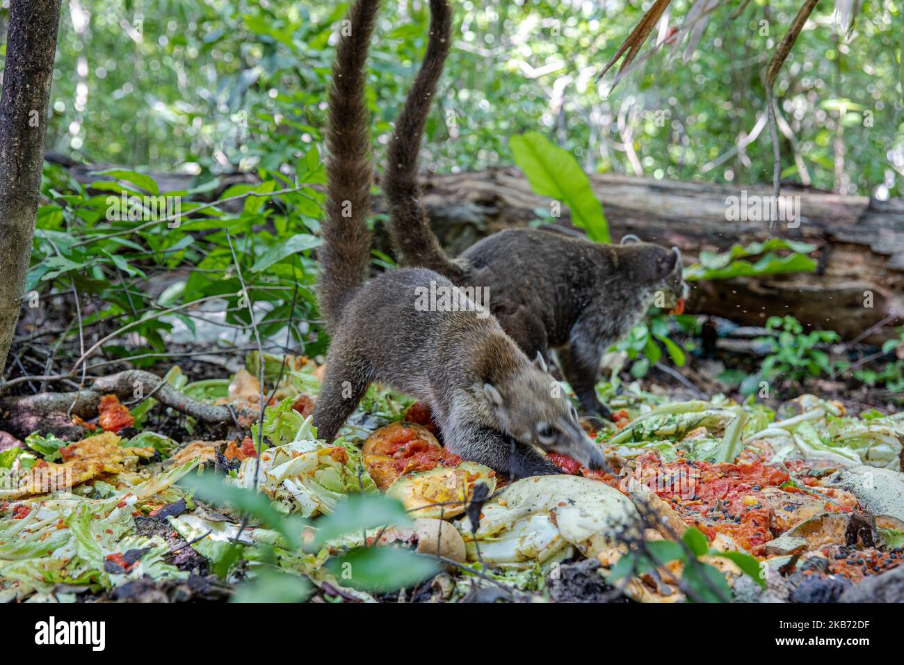 A Coati is seen eating in an area near the forest on September 27, 2019 in Cancun, Mexico. Its habitat extends from northern Mexico to South America; They live in the jungle and in places where there is a lot of humidity, these mammals are around the garbage and waste that people throw in natural areas. The coatis are omnivorous and usually feed on fruits, carrion, insects and eggs, due to the conditions generated by man invading their spaces, these animals have had to find themselves in the need to travel the streets and sniff through the garbage to find food (Photo by Eyepix/NurPhoto) Stock Photo