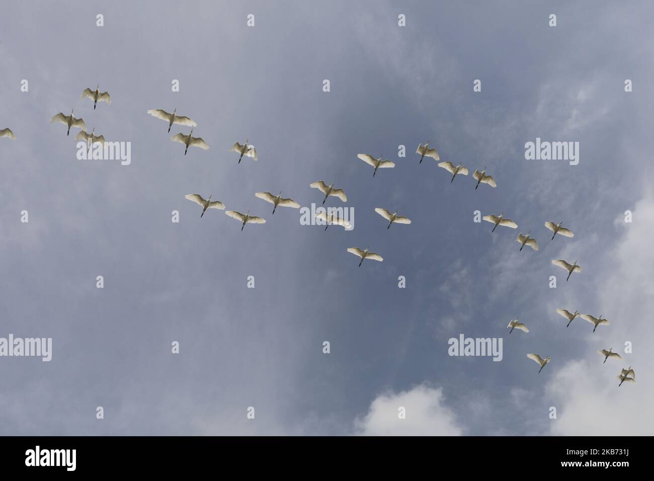 A group of egret seen in the sky at Dhaka Bangladesh on 27 September 2019. (Photo by Kazi Salahuddin Razu/NurPhoto) Stock Photo